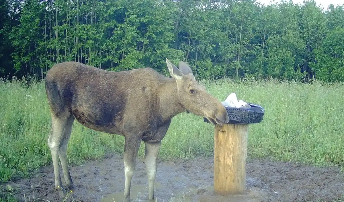 4-10.08.2025 Лента новостей