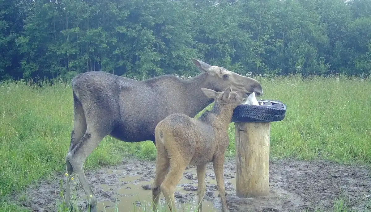 4-10.08.2025 Лента новостей