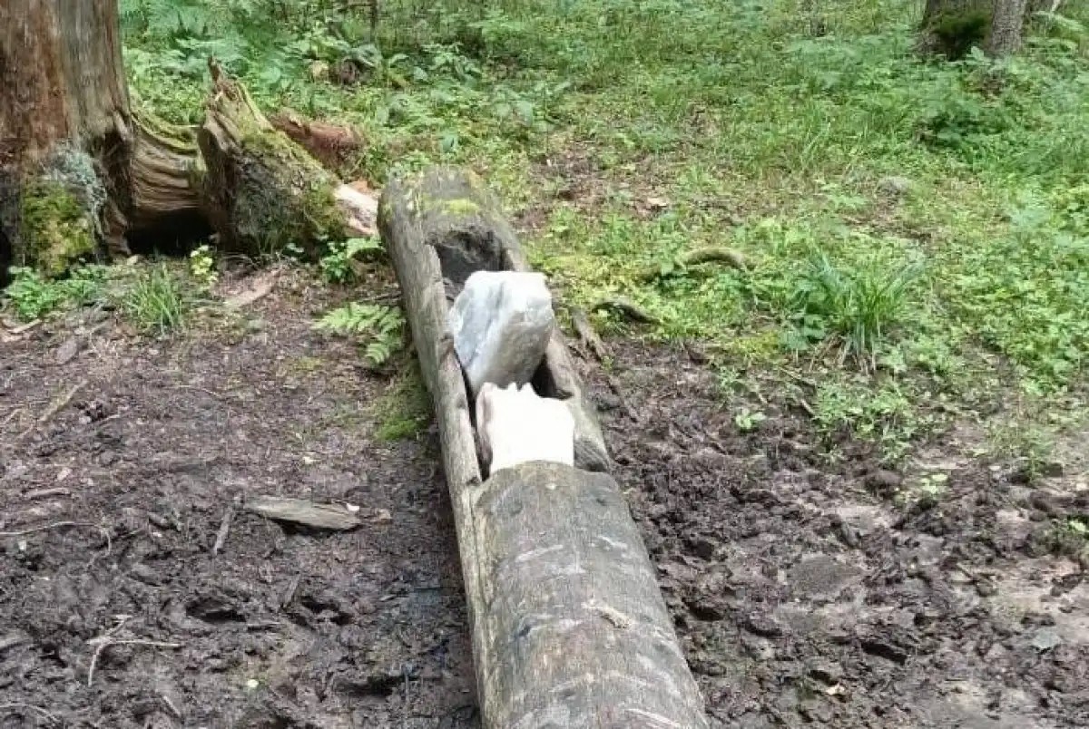 11-17.08.2025 Лента новостей