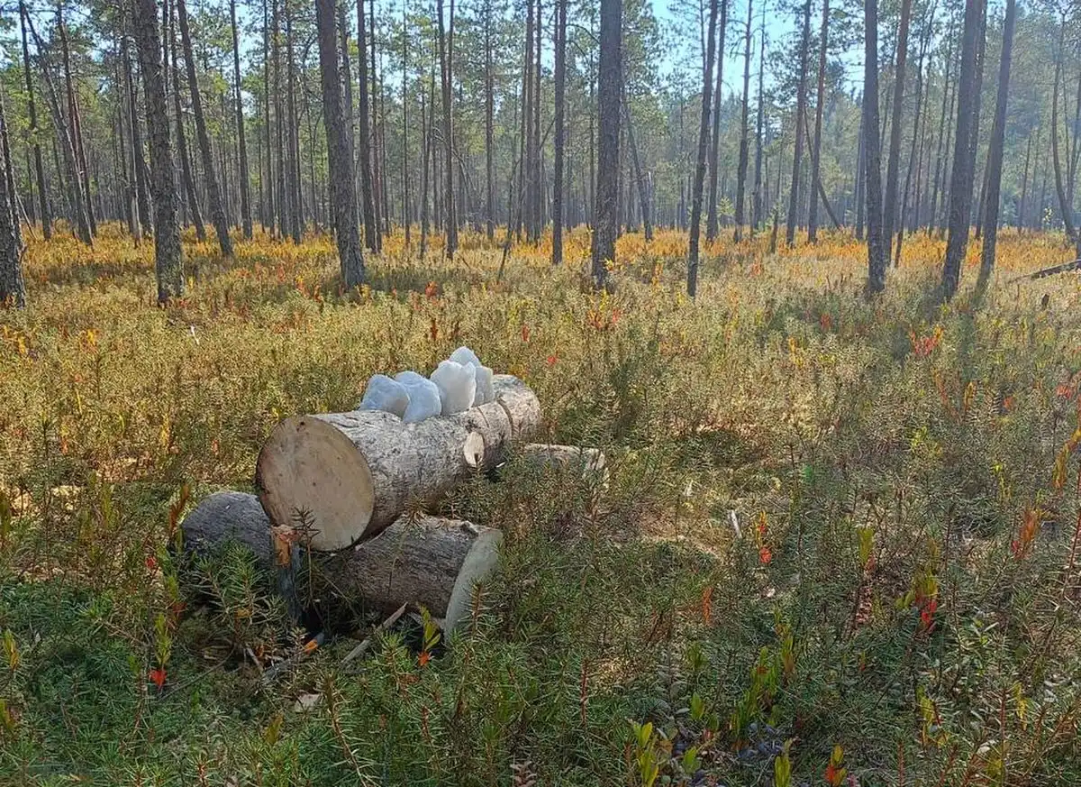 11-17.08.2025 Лента новостей