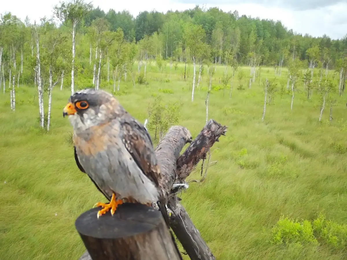 6-12.10.2025 Лента новостей