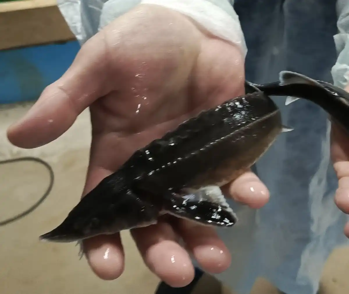 4-9.11 Лента новостей