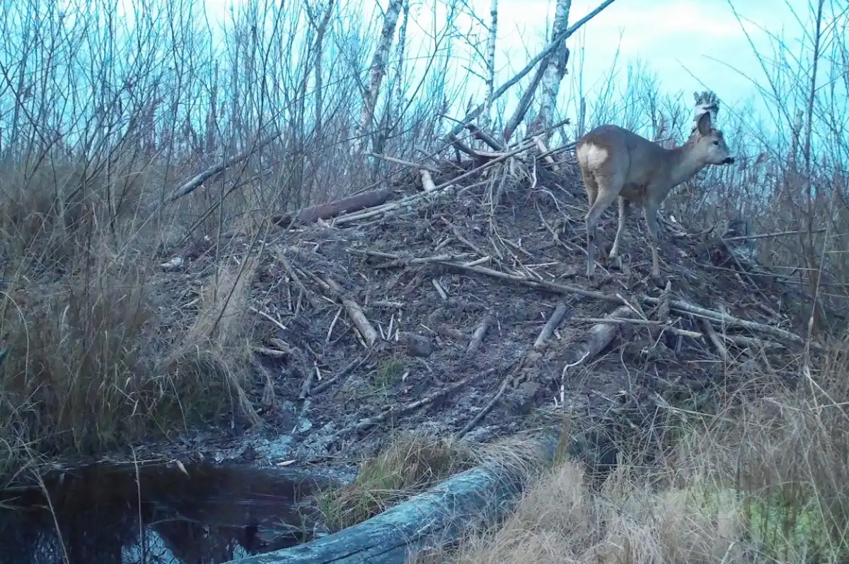24-30.11.2025 Лента новостей