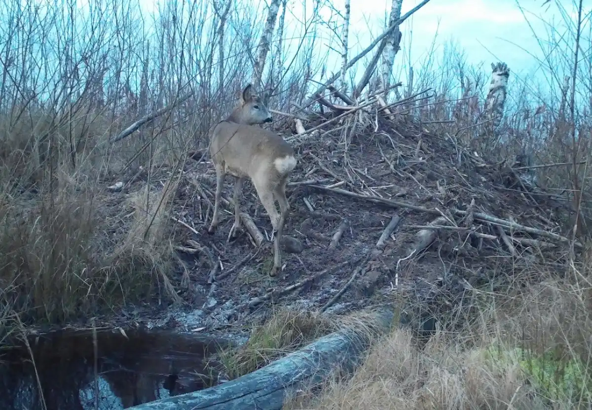 24-30.11.2025 Лента новостей