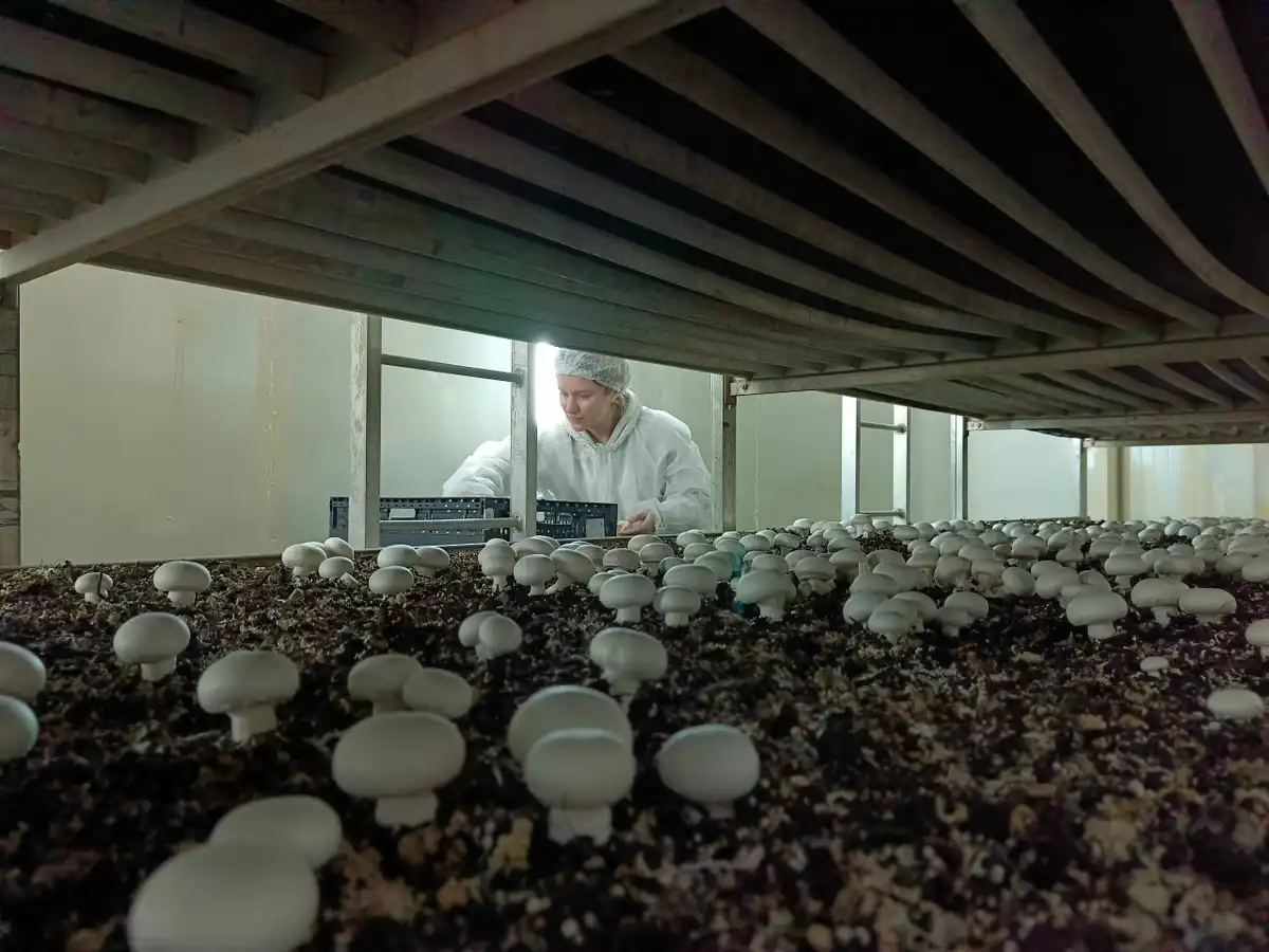 1-7.12.2025 лента новостей