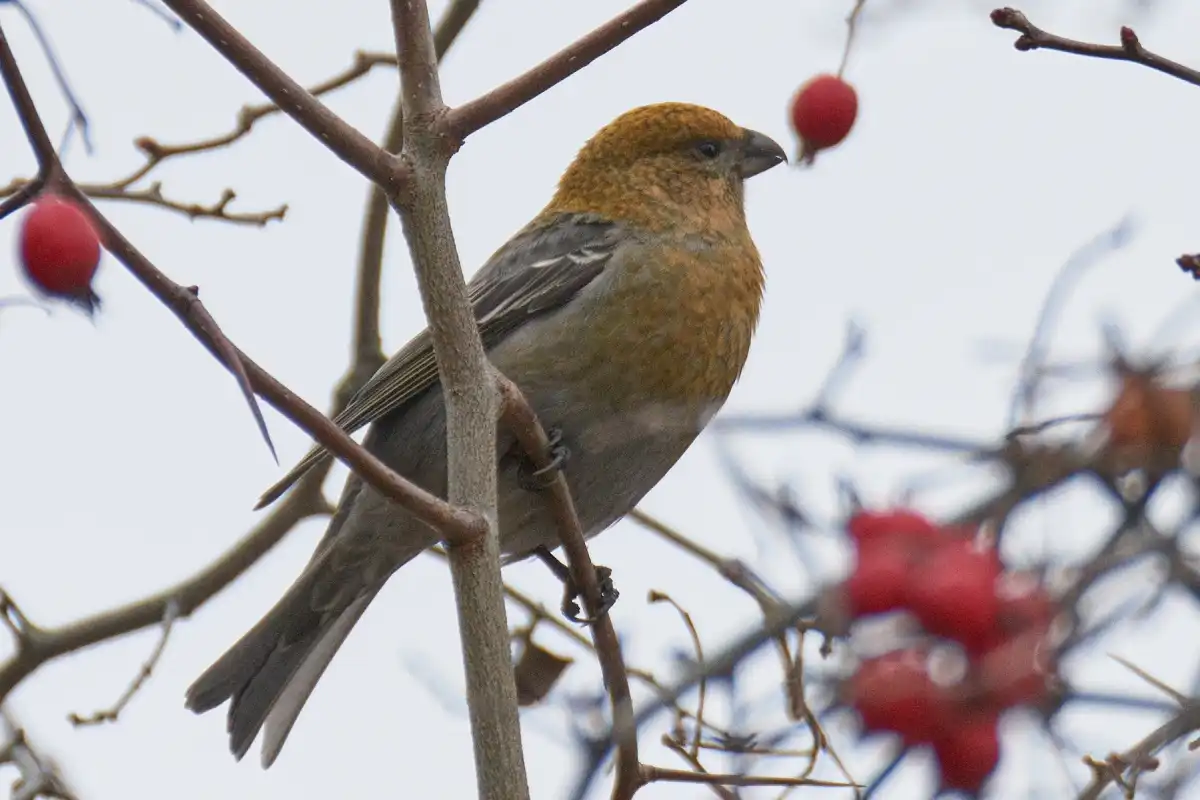 1-7.12.2025 лента новостей