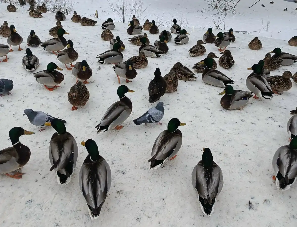 26.01-1.02.2026 Лента новостей