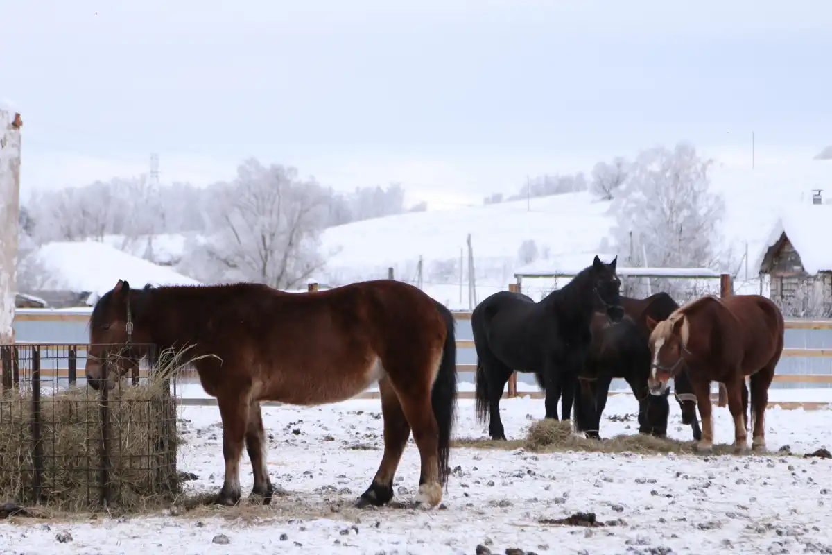 26.01-1.02.2026 Лента новостей