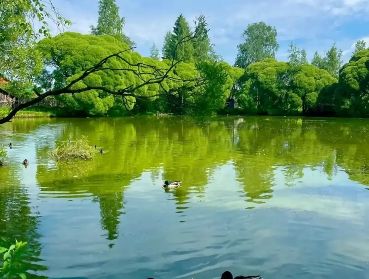 09-15.02.2026 Лента новостей