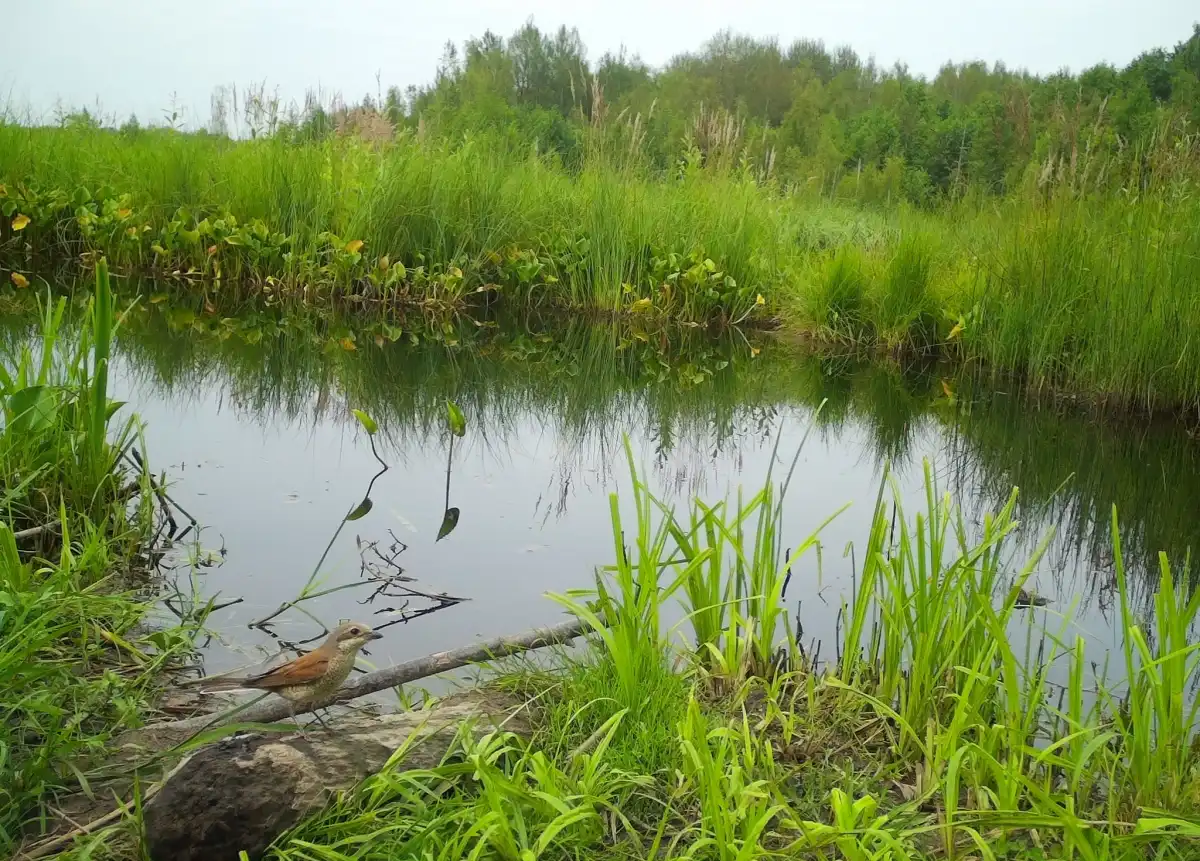 23-29.03.2026 Лента новостей