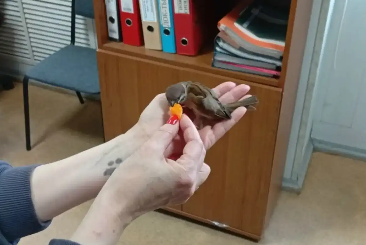 30.03-5.04.2026 Лента новостей