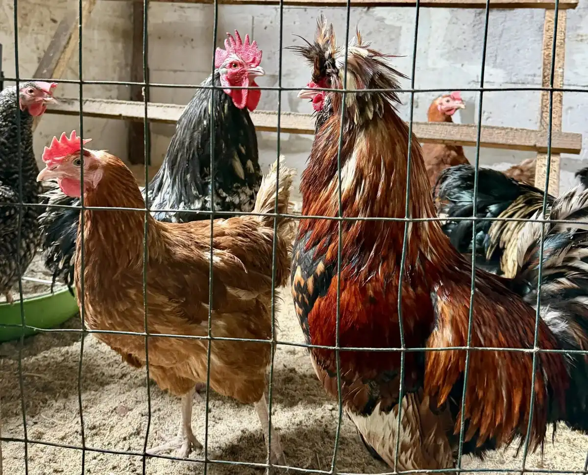 27.04-3.05.2026 Лента новостей