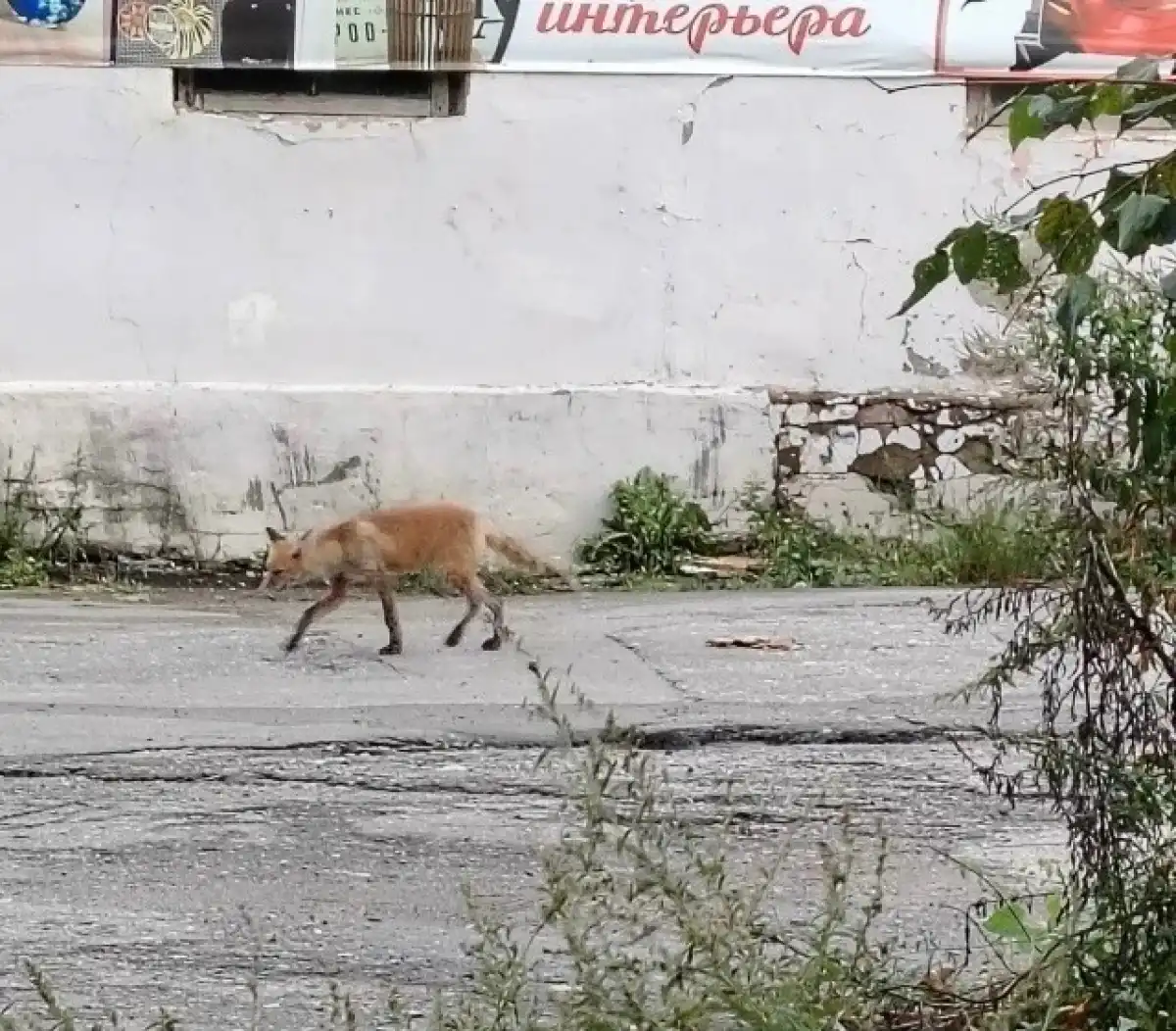 7-13.09.2026 Лента новостей